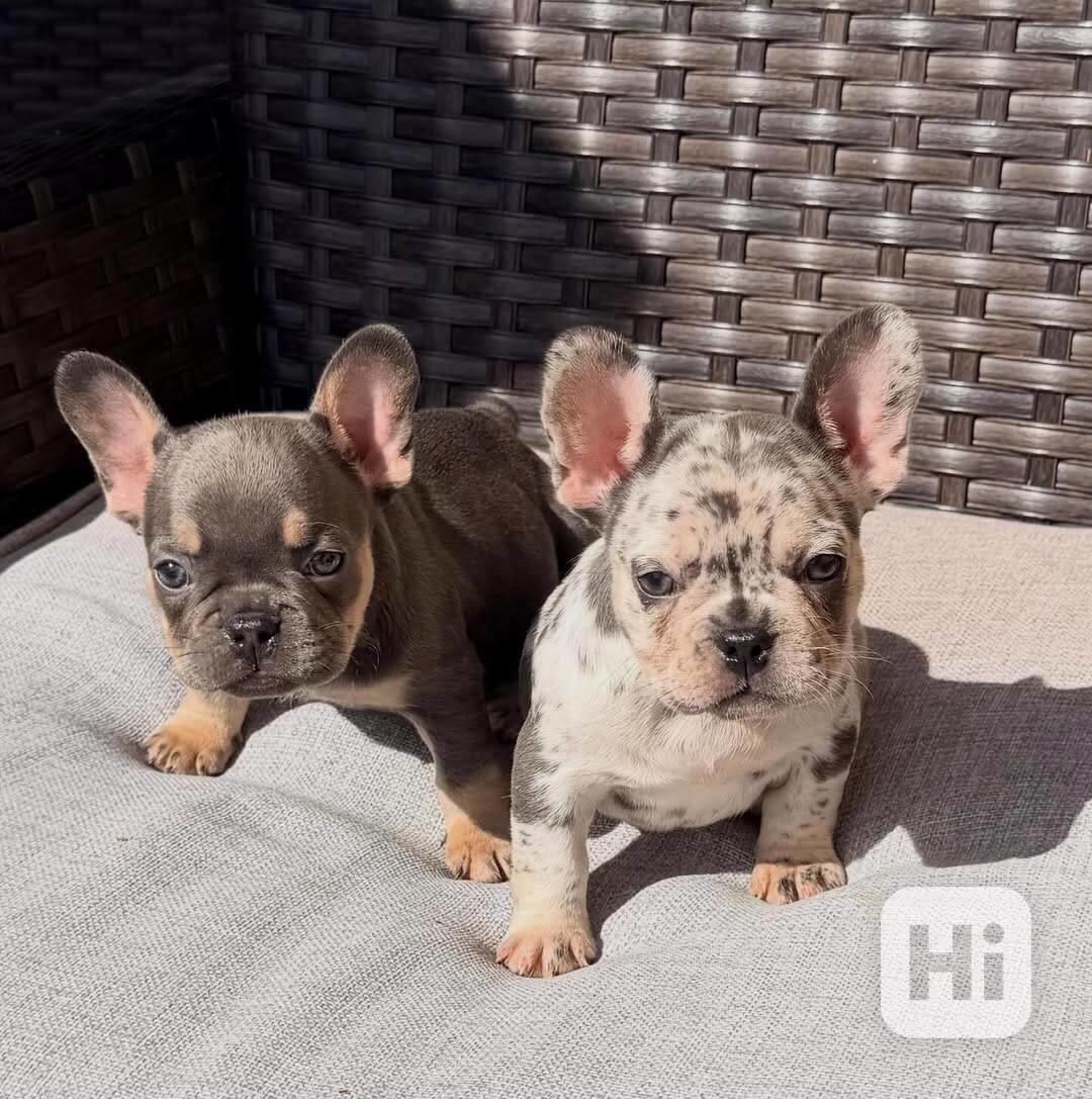 Štěňata francouzského buldoka AKC (psi a feny) - foto 1