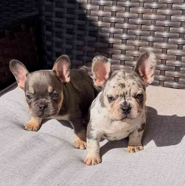 Štěňata francouzského buldoka AKC (psi a feny) - foto 1