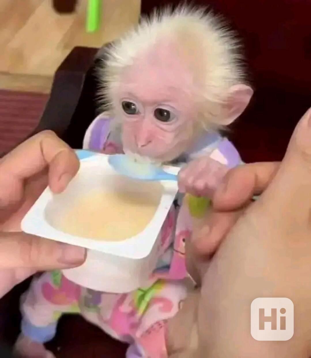  4měsíční štěňata k odběru - foto 1