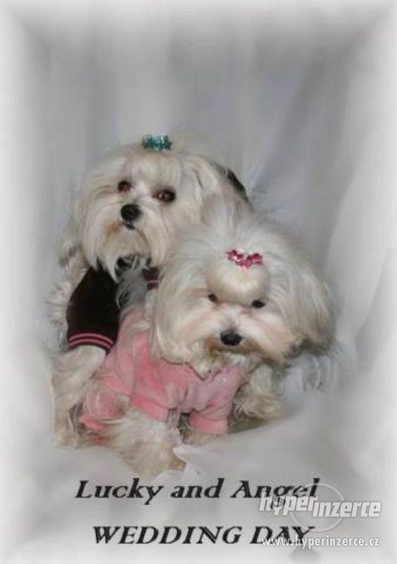 Maltézský psík na prodej - foto 1