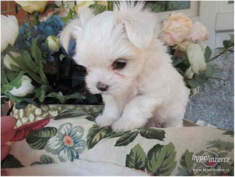 Maltézský psík na prodej - foto 2