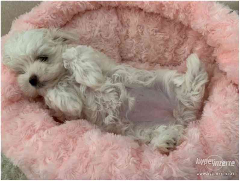 Maltézský psík na prodej - foto 3