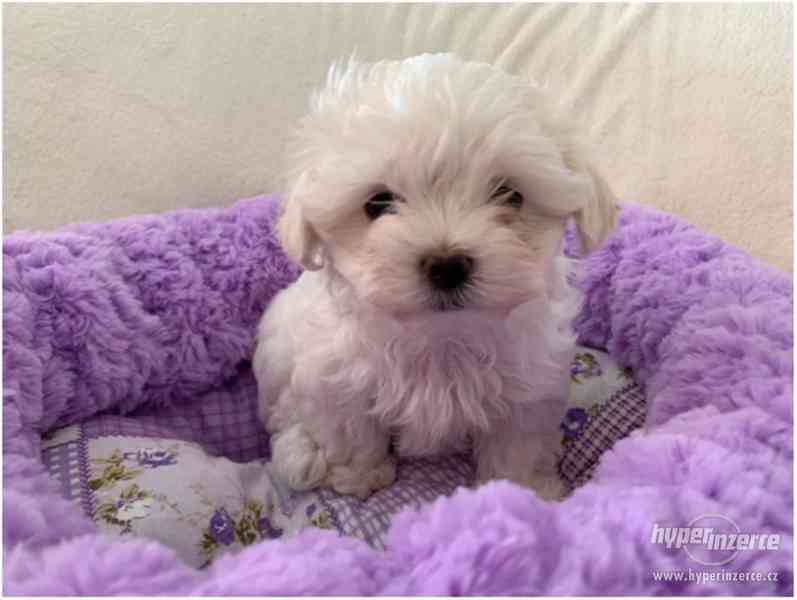 Maltézský psík na prodej - foto 4