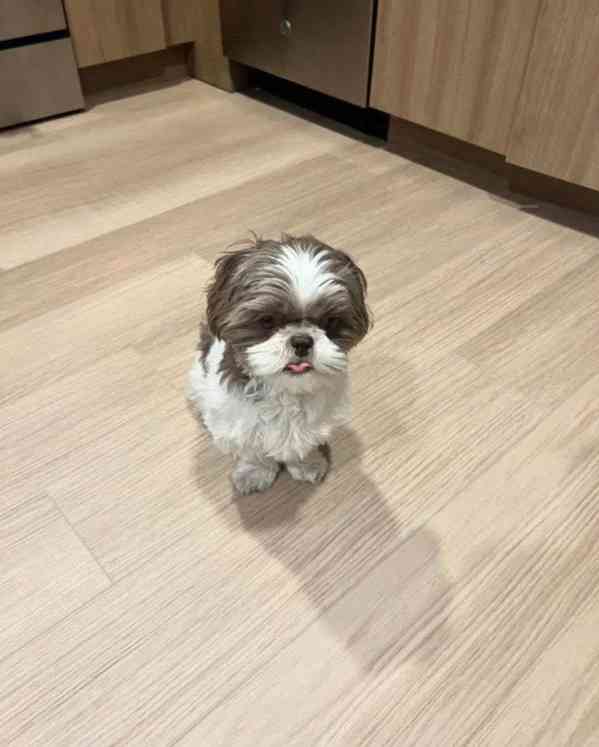 štěňata Shih Tzu s PP. - foto 2
