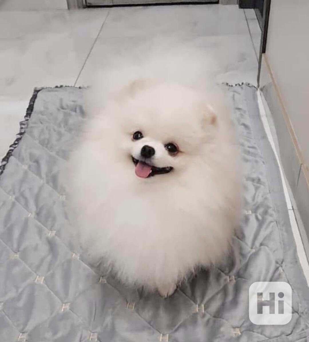 Štěňata yorkshirského teriéra k adopci - foto 1