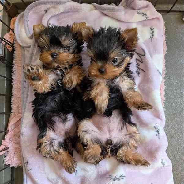 Štěňata yorkshirského teriéra k adopci - foto 6
