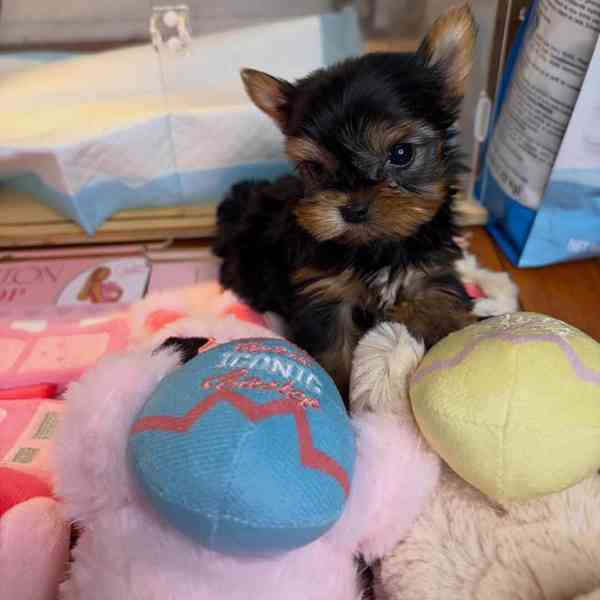 Štěňata yorkshirského teriéra k adopci - foto 3