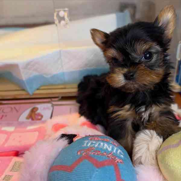 Štěňata yorkshirského teriéra k adopci - foto 4