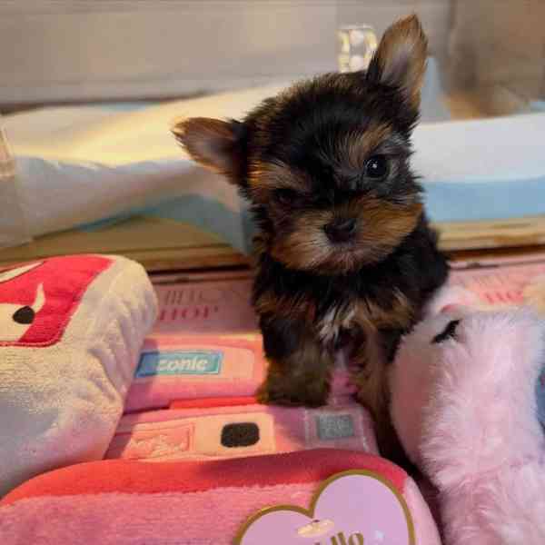 Štěňata yorkshirského teriéra k adopci - foto 5