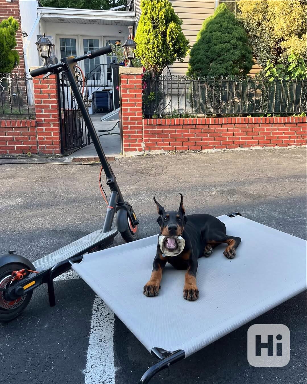 Štěně dobermana k ochraně. - foto 1