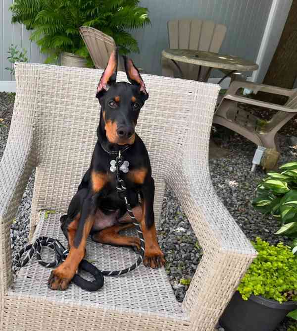 Štěně dobermana k ochraně. - foto 2