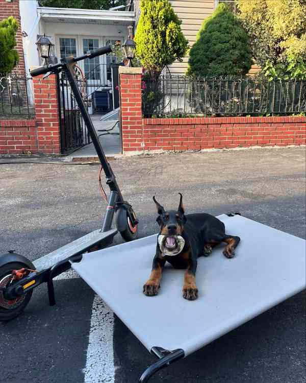 Štěně dobermana k ochraně.