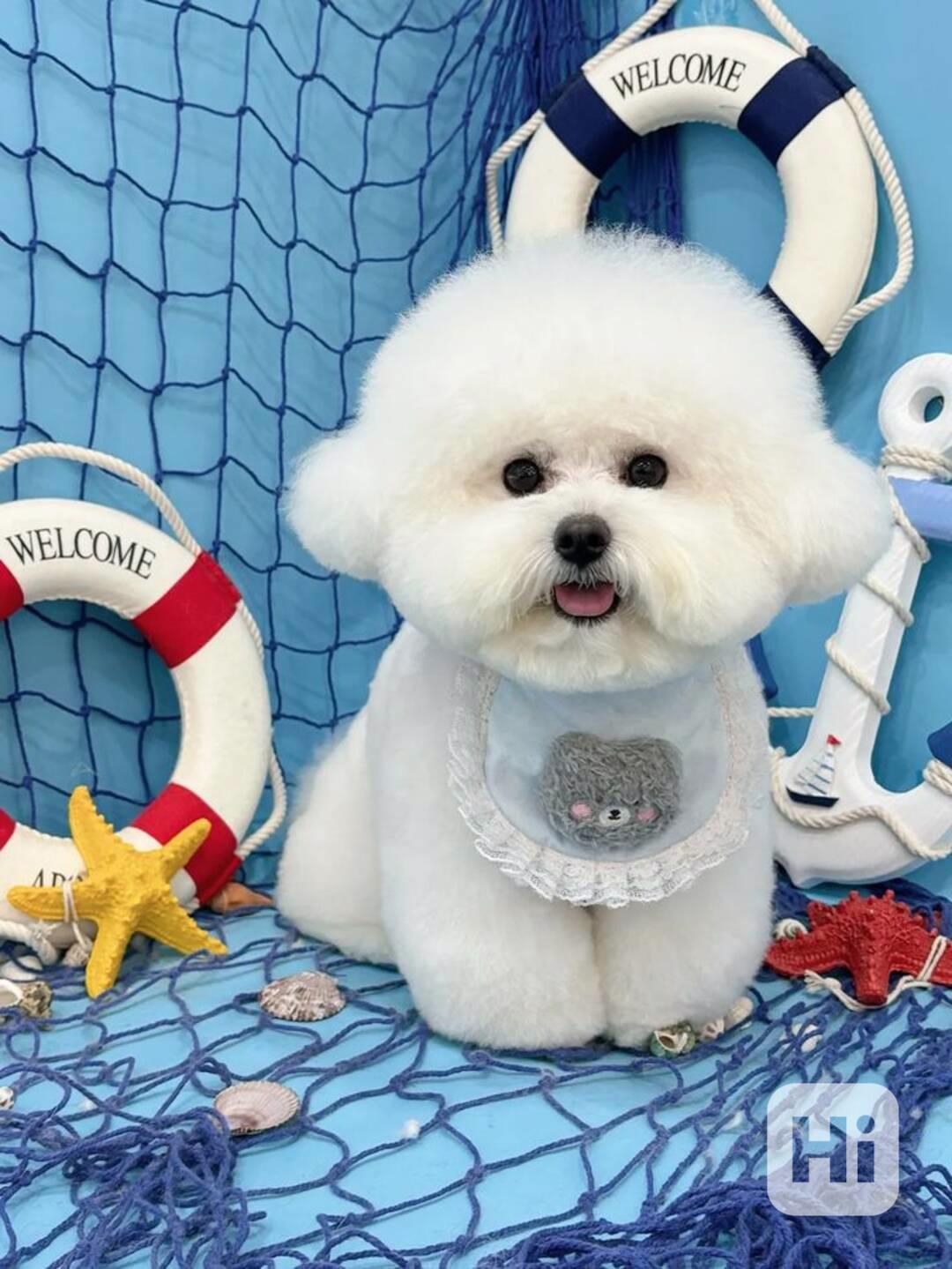 Volná štěňata pejska a fenky bišonka k adopci - foto 1