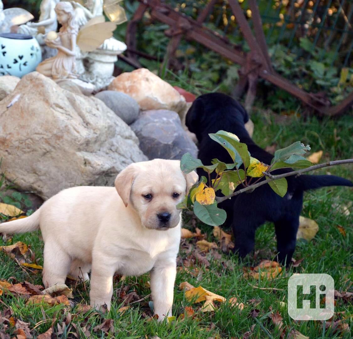 Labrador štěňata s PP, tři fenečky - foto 1