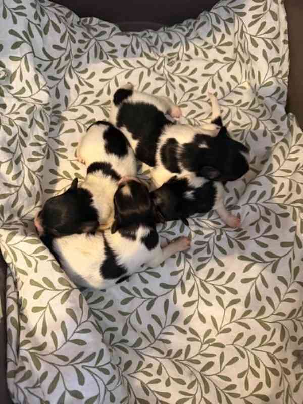 Papillon - foto 2