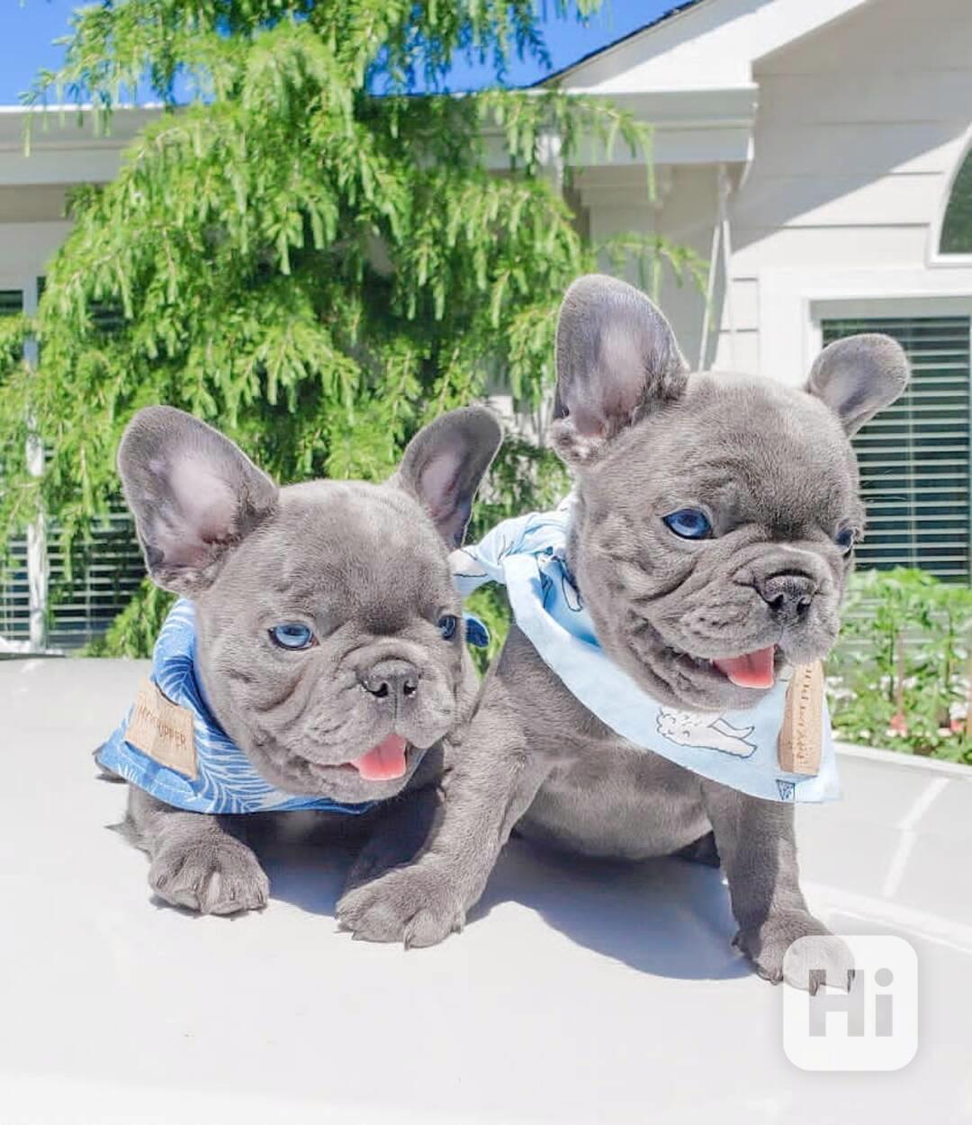 Modrá štěňata Francouzský Buldoček k dispozici - foto 1