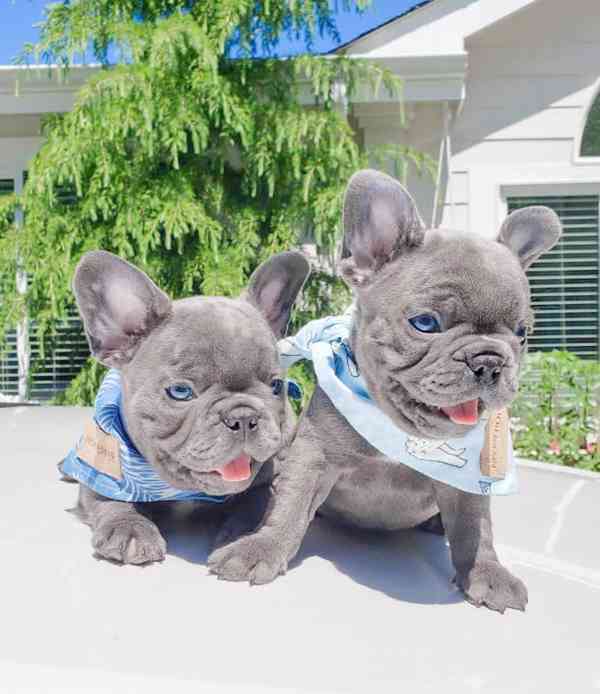 Modrá štěňata Francouzský Buldoček k dispozici - foto 1