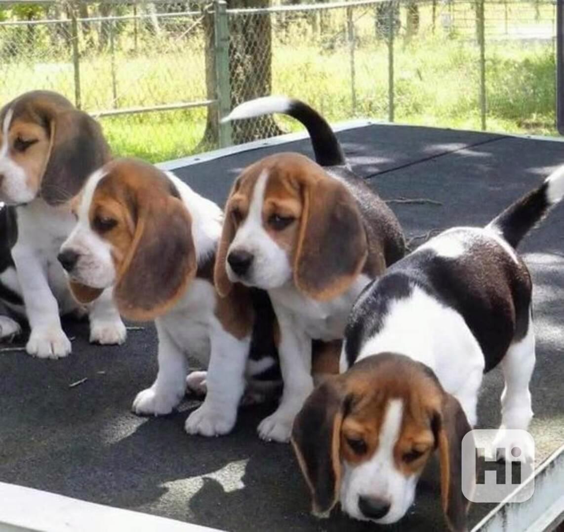 Roztomilá štěňátka bígla - foto 1