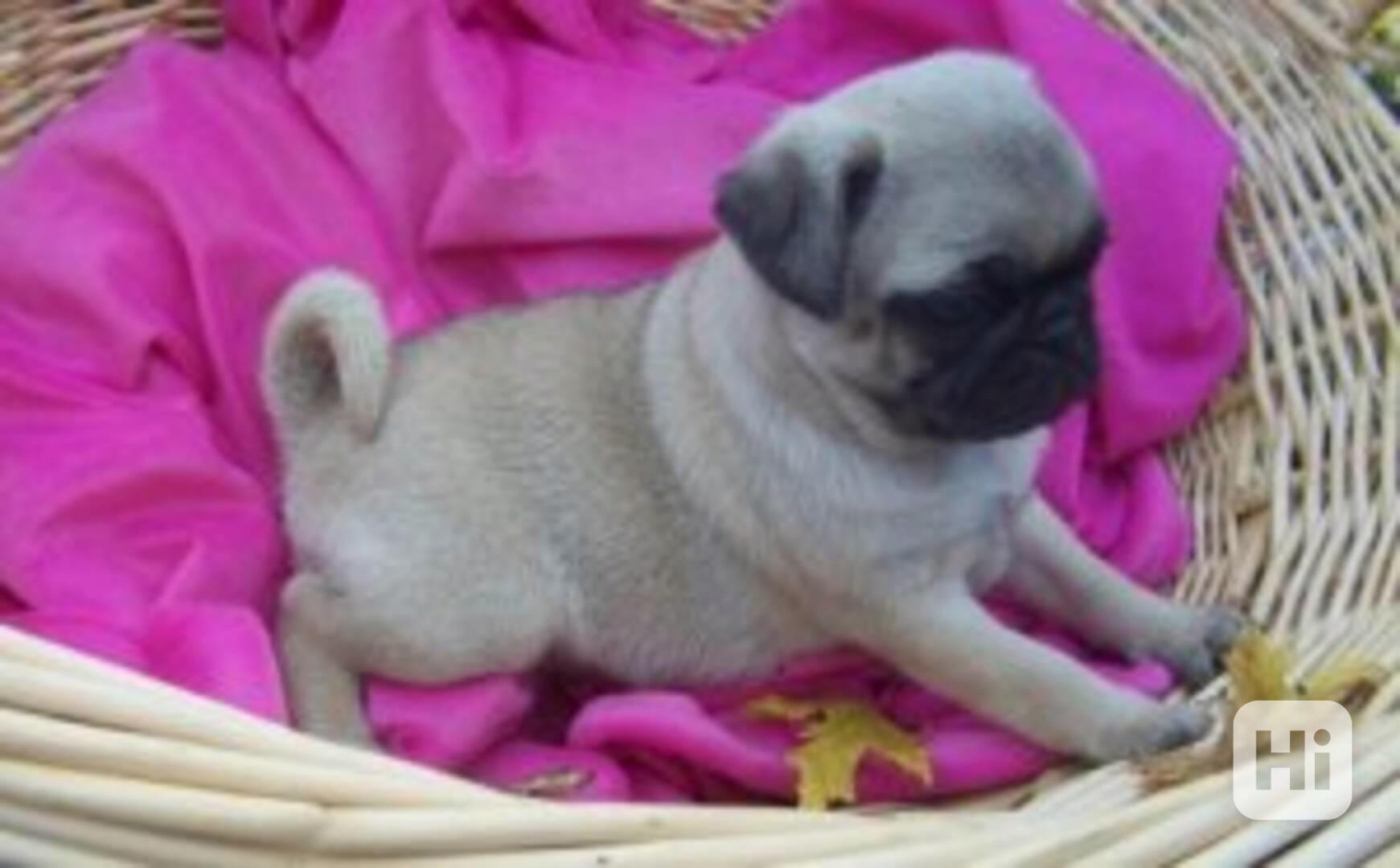 Štěňata mopse, samec a samice, nyní připraveni - foto 1