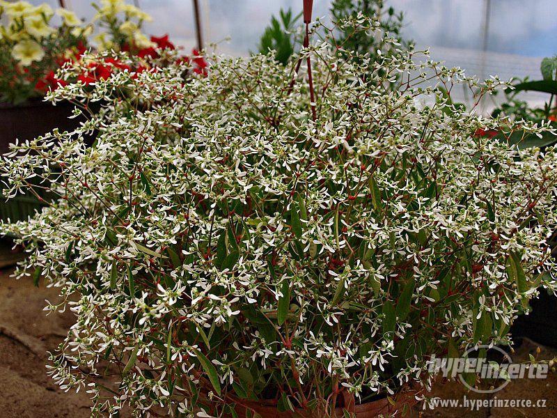 Euphorbia Diamond Frost - foto 1