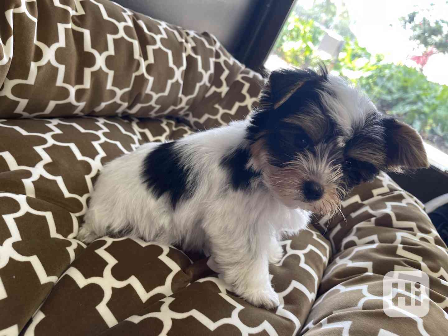 Biewer jorkšírský terier - foto 1