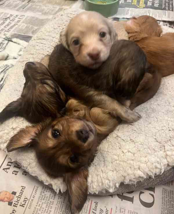 Krémy! Miniaturní dlouhosrstí jezevčíci - foto 2