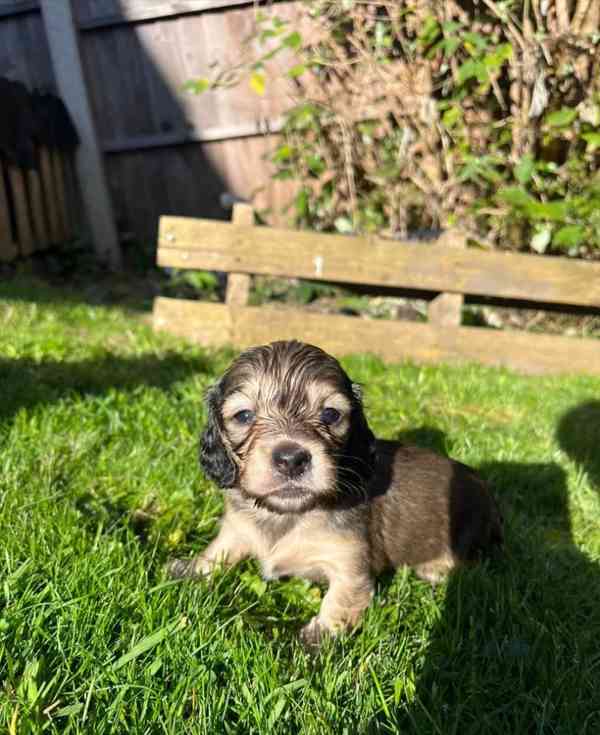 Krémy! Miniaturní dlouhosrstí jezevčíci - foto 3