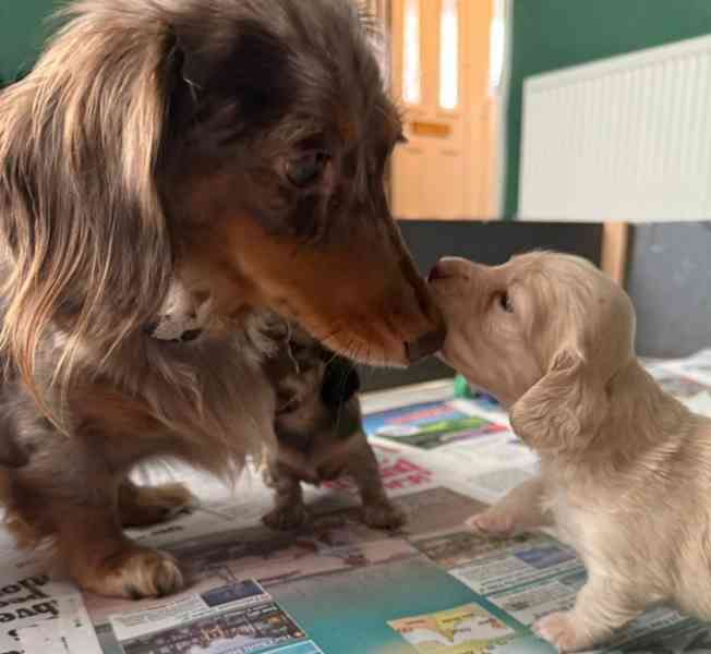 Krémy! Miniaturní dlouhosrstí jezevčíci - foto 8