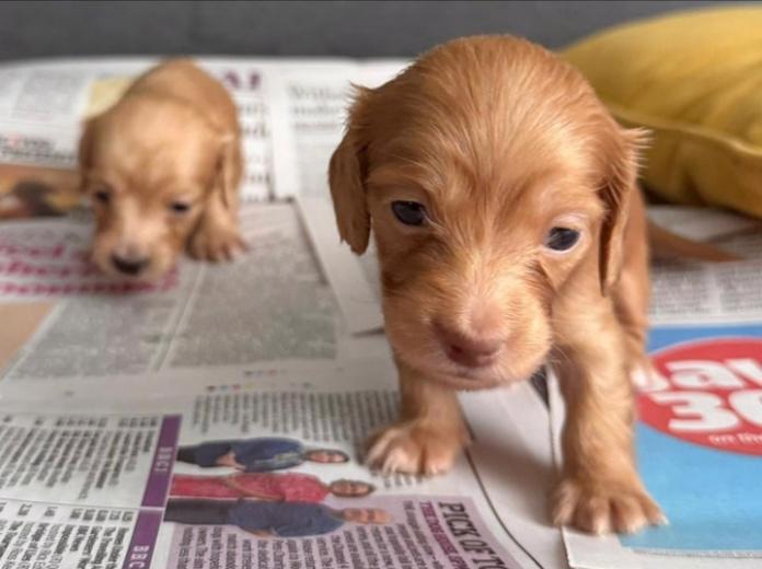 Krémy! Miniaturní dlouhosrstí jezevčíci - foto 5
