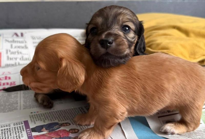 Krémy! Miniaturní dlouhosrstí jezevčíci - foto 4