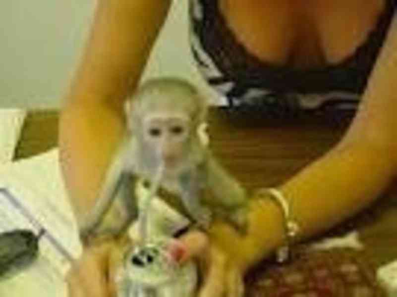 krásné kapucínské opice pro dobrý domov a krásný domov