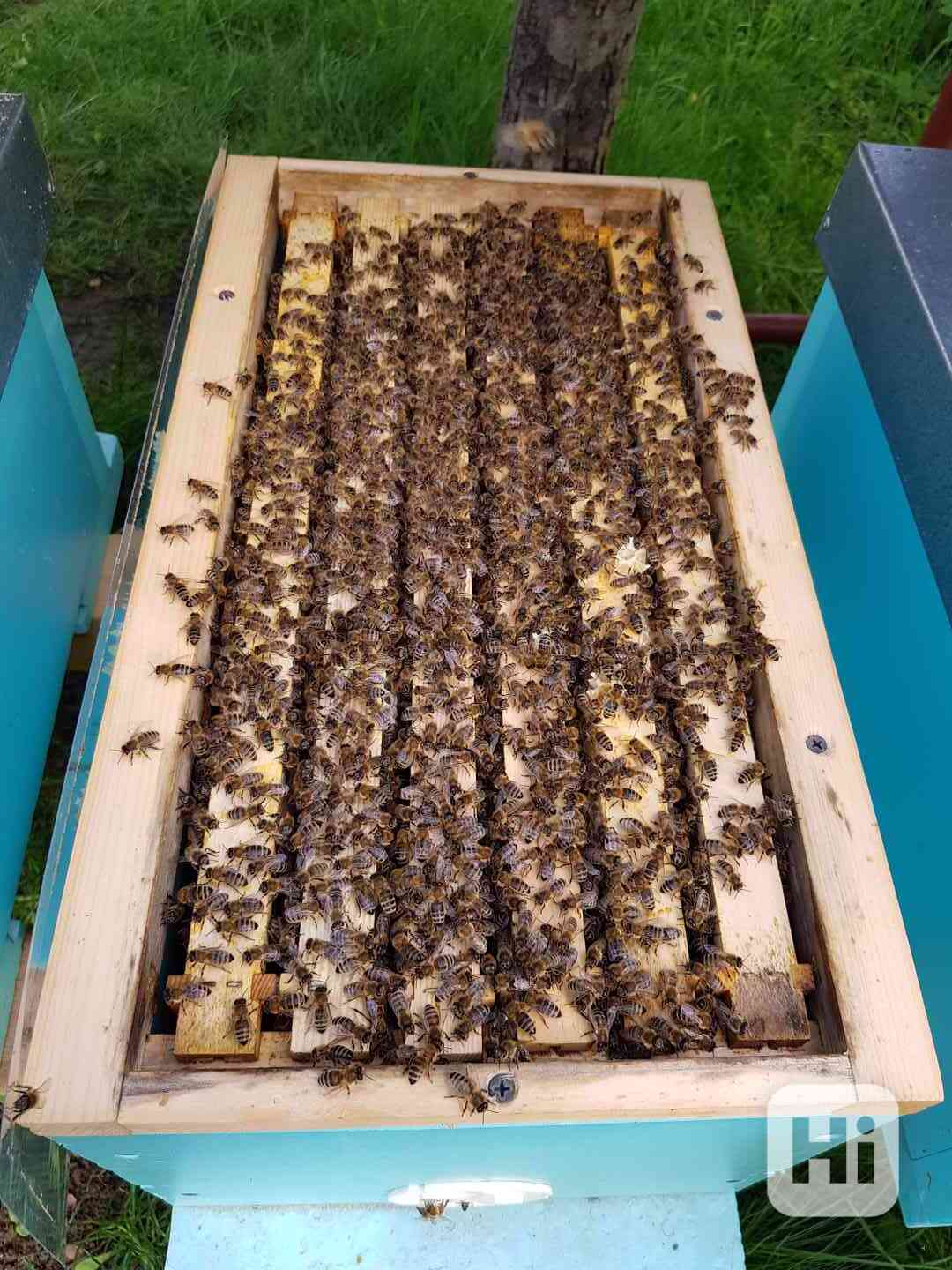 Včelí oddělky Langstroth 2/3, 6 rámků, 2024 - foto 1
