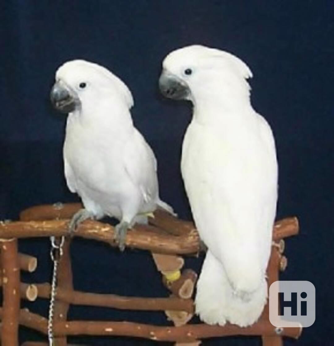 Krásní papoušci kakadu deštníkovití na prodej - foto 1