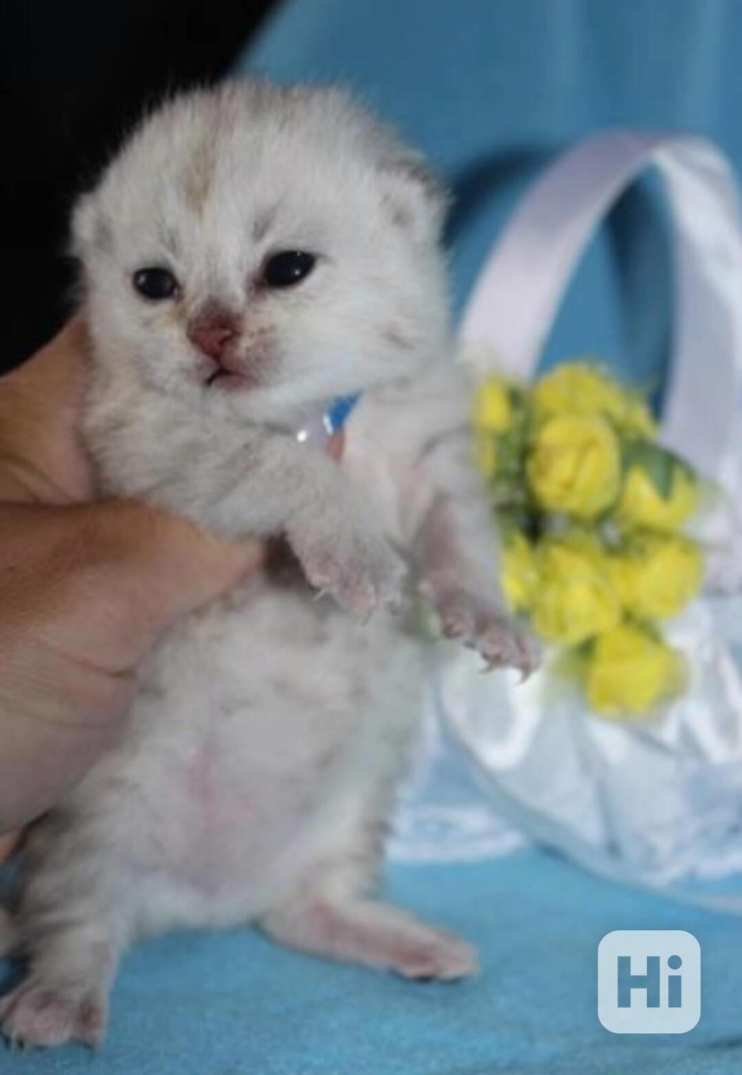 Brazilská krátkosrstá koťata k adopci - foto 1