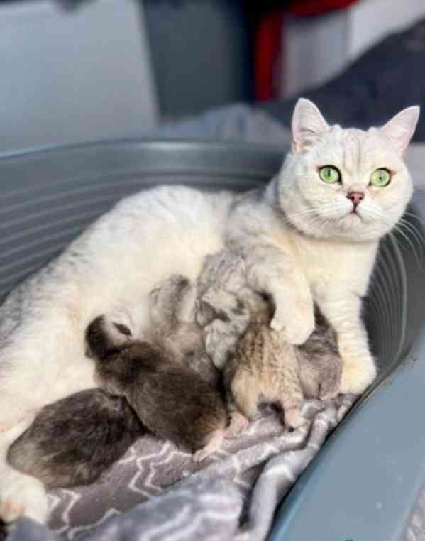 Brazilská krátkosrstá koťata k adopci - foto 5
