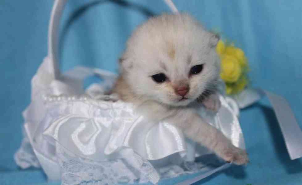 Brazilská krátkosrstá koťata k adopci - foto 3
