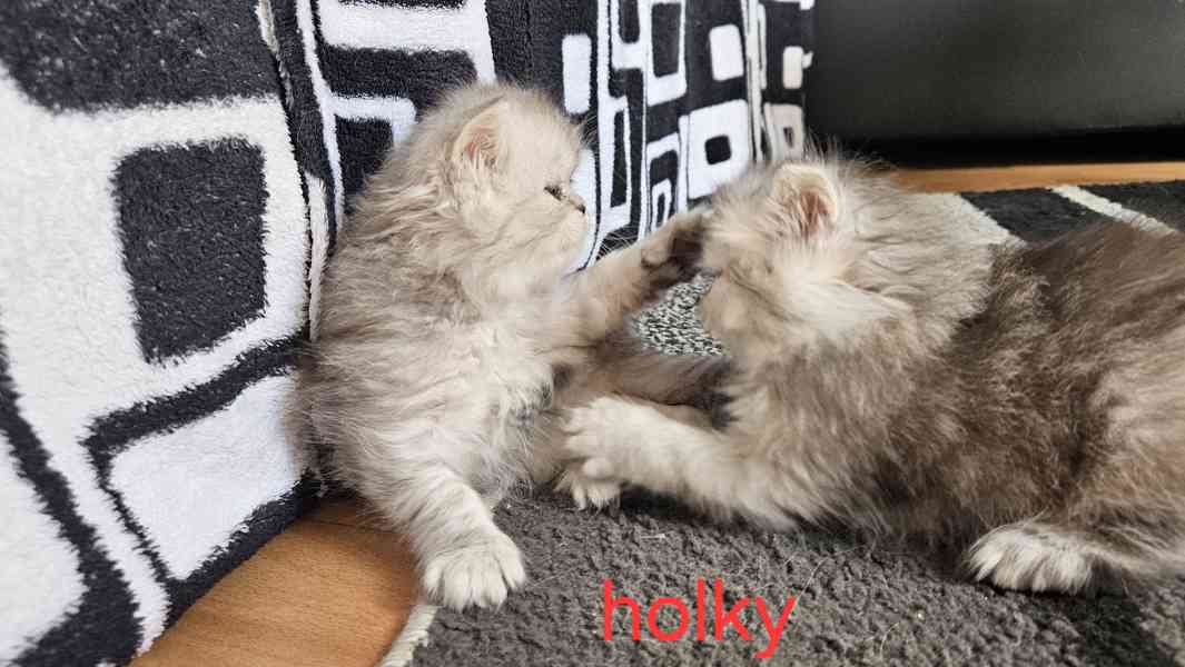 Perská kočka  - foto 4