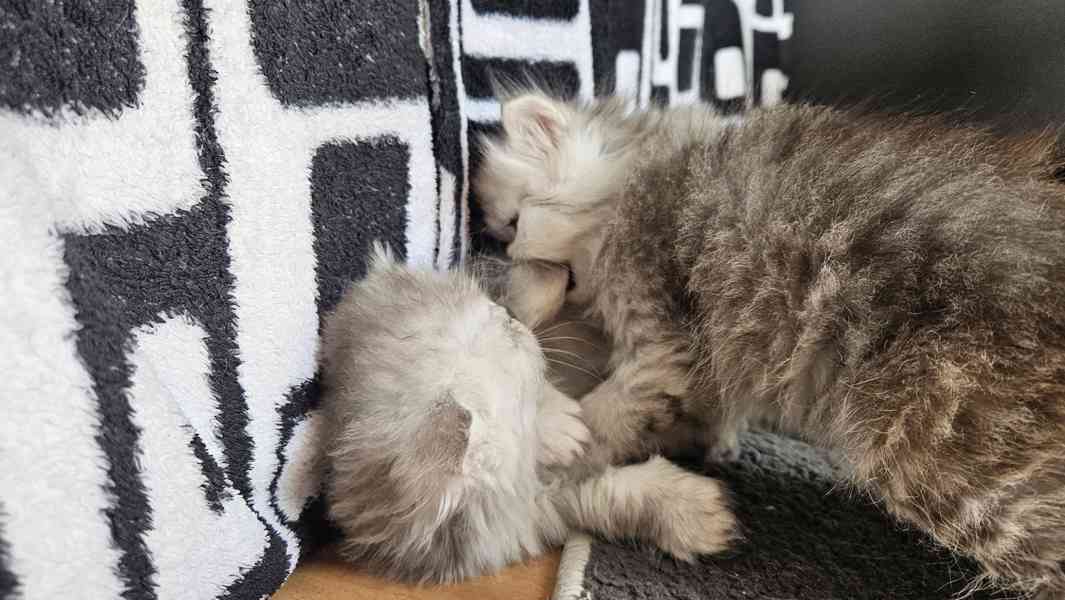 Perská kočka  - foto 8