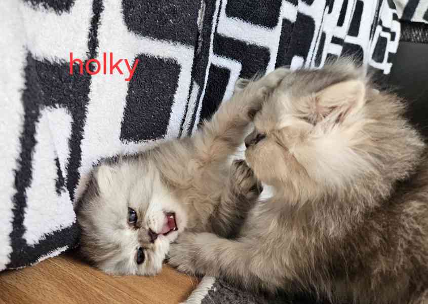 Perská kočka  - foto 6