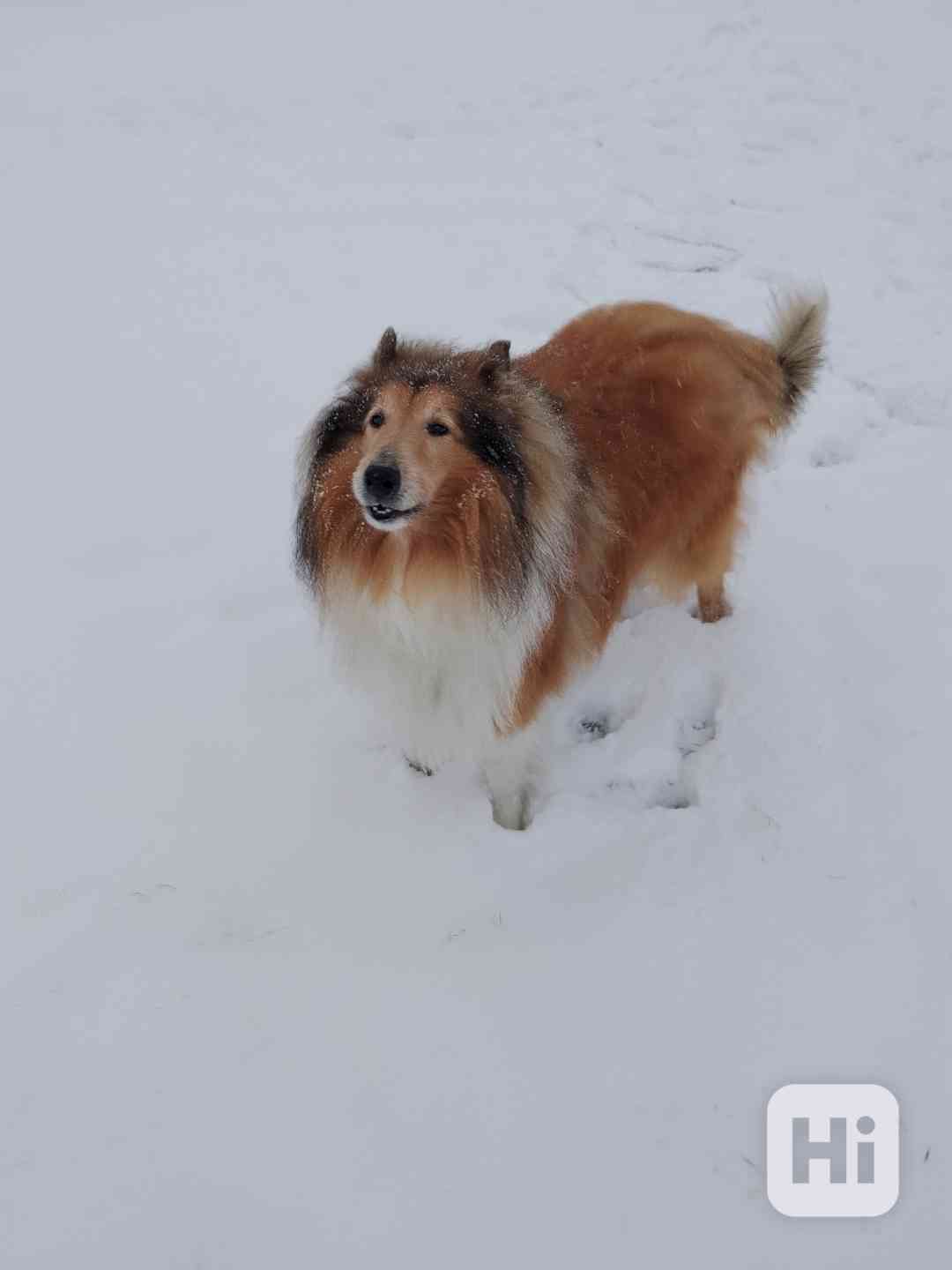 Kolie dlouhosrstá  - foto 1