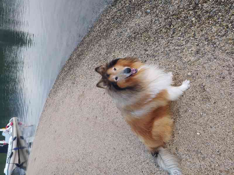 Kolie dlouhosrstá  - foto 4