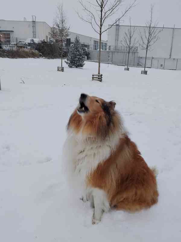 Kolie dlouhosrstá  - foto 2