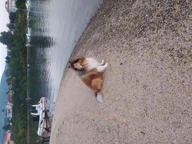 Kolie dlouhosrstá  - foto 5