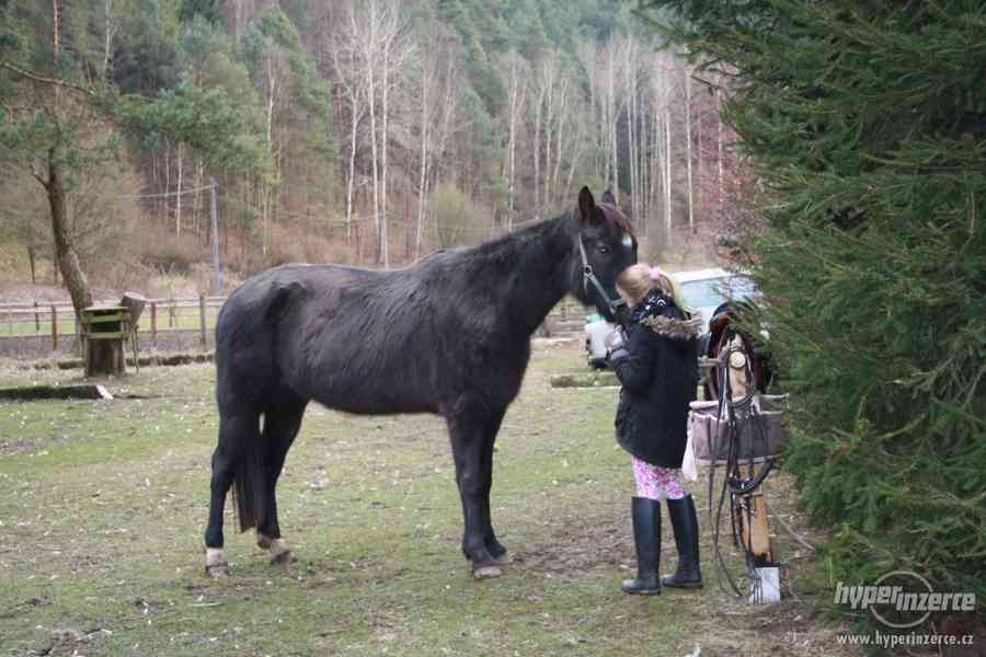 nabízím k ježdění - foto 1