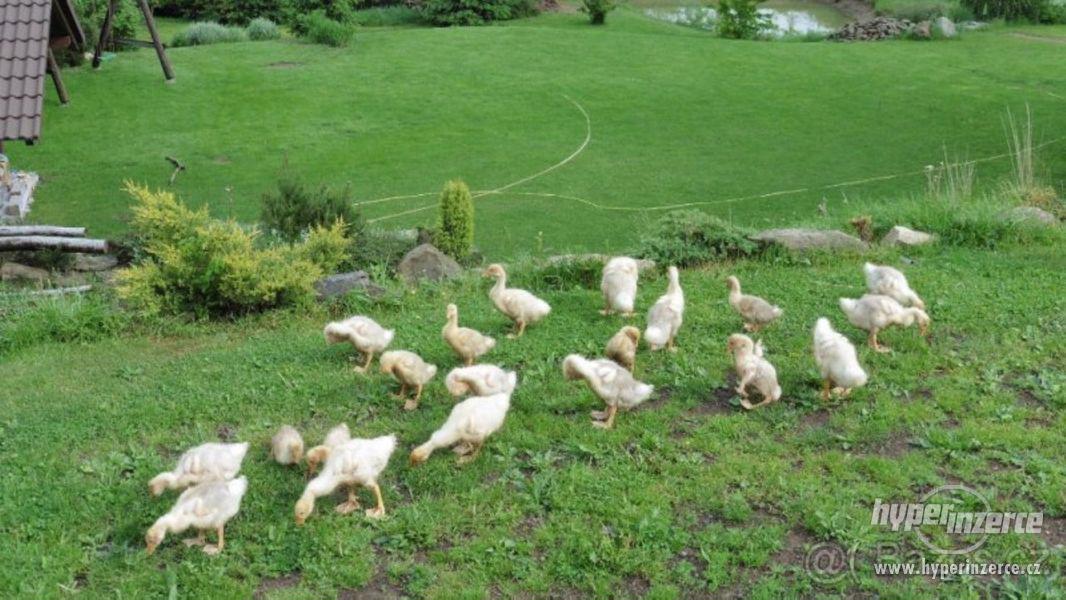 husa česká - foto 1