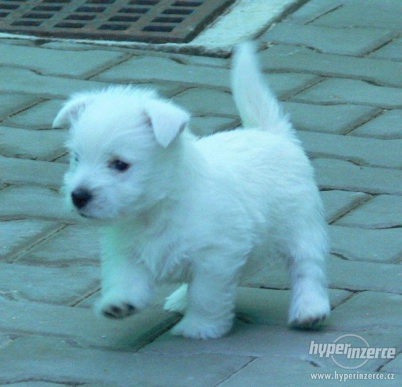 Westík (West Highland White Terrer) - foto 1