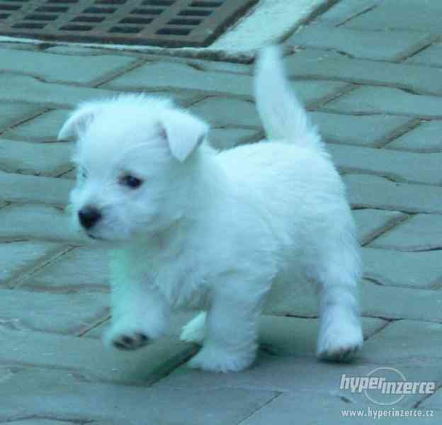 Westík (West Highland White Terrer) - foto 1