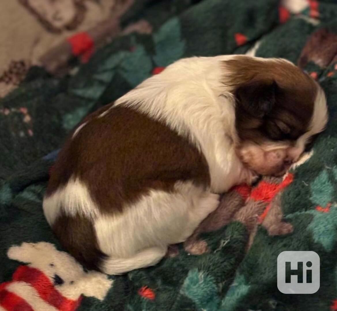 K dispozici Štěňata Shih Tzu, - foto 1