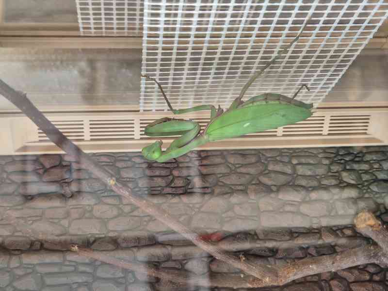 Kudlanka Heriodula Majuscula - foto 2