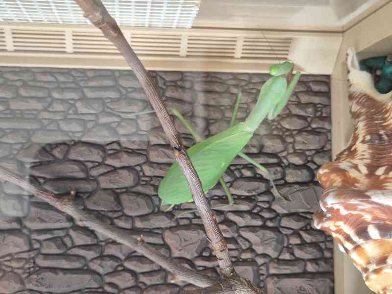 Kudlanka Heriodula Majuscula - foto 3